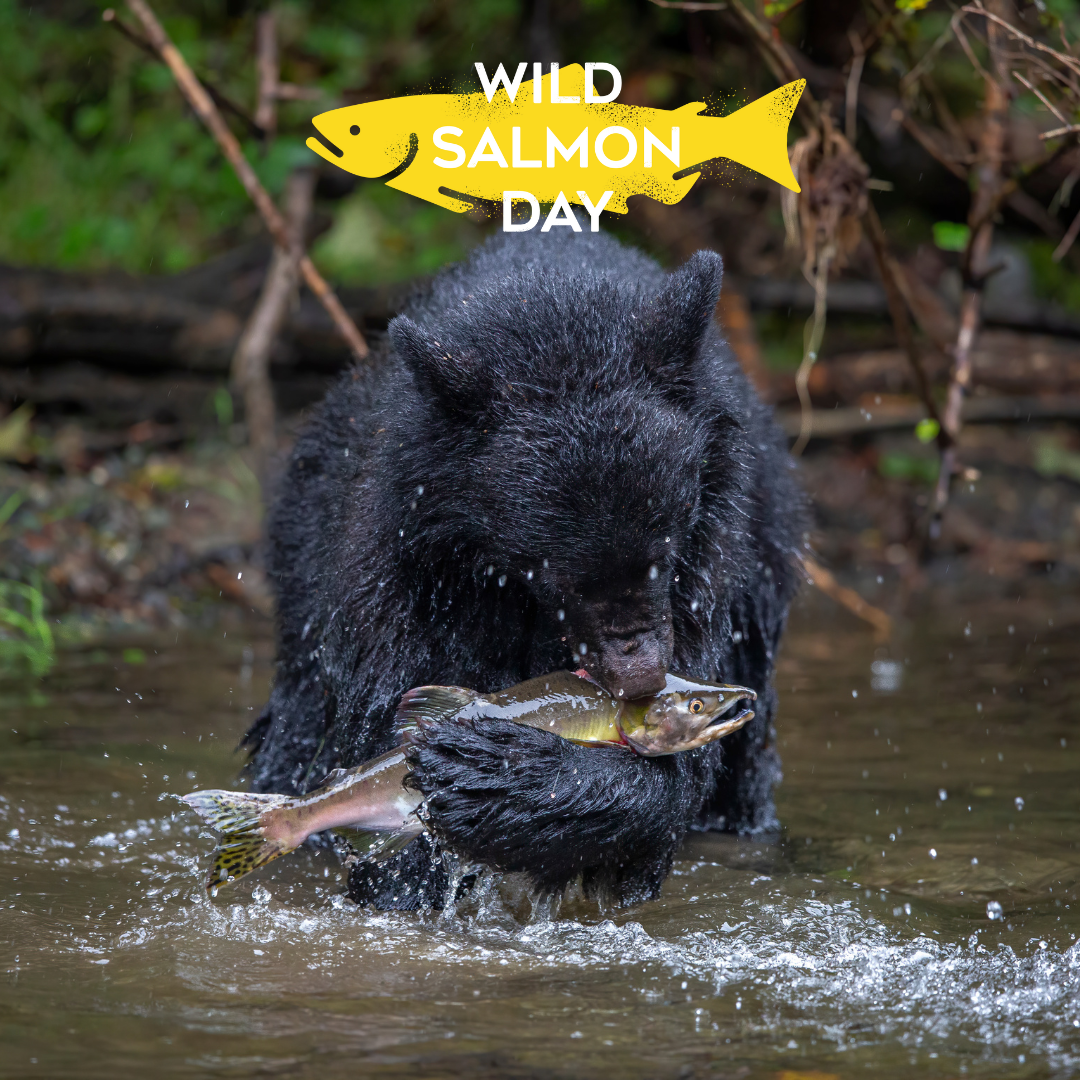 a black bear eating salmon