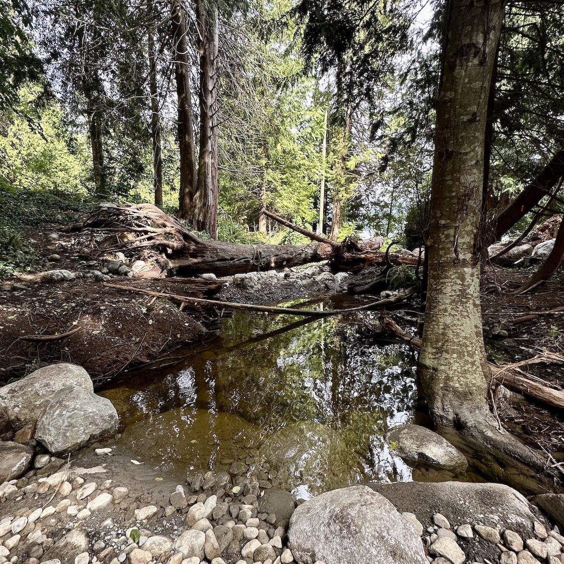 Looking downstream below the first restored pool - Sept. 3