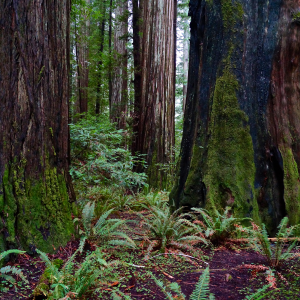 old growth (1)