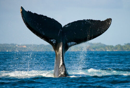 humpback-whale-fluke-sm