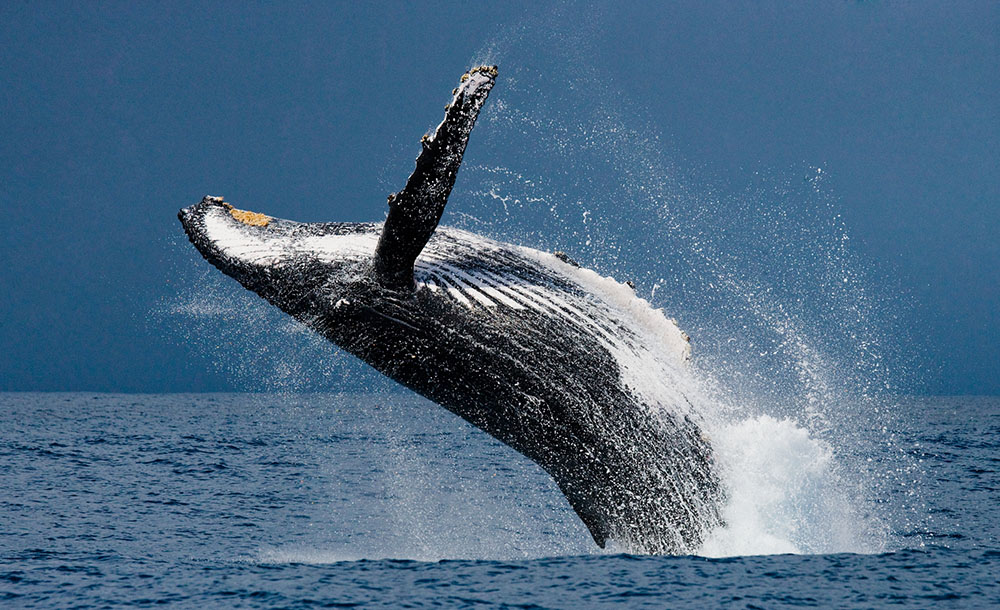 humpback-whale-leaping-sm