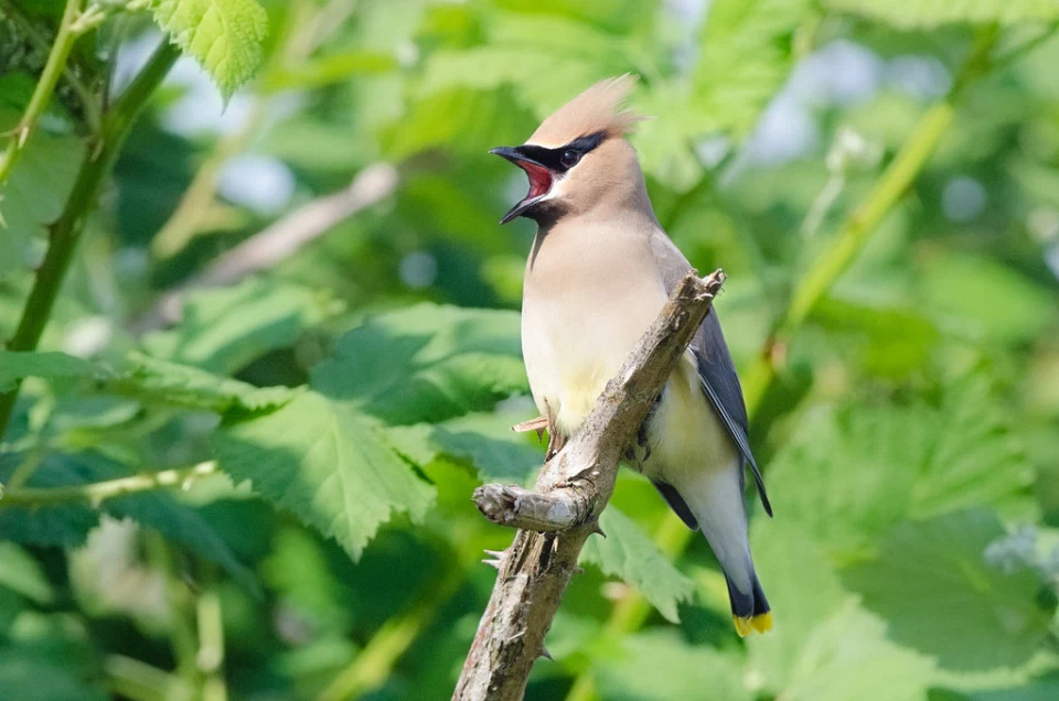 Group Members Sunshine Coast Conservation Association