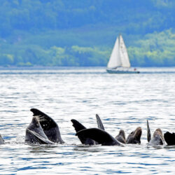 Stellar Sea lions near WFLNG