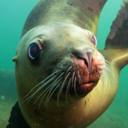 A close up picture of a cute Sea Lion swimming underwater. Picture taken in Pacific Ocean near Hornby Island, British Columbia, Canada.